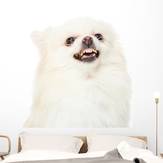 Pomeranian Dog Feeling Angry Wall Decal