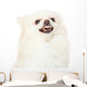 Pomeranian Dog Feeling Angry Wall Decal