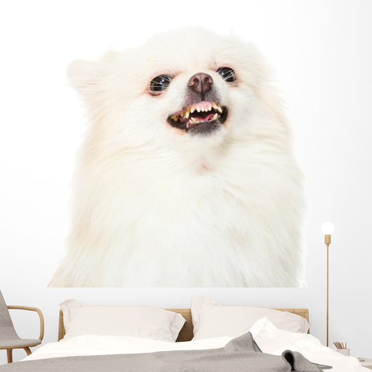 Pomeranian Dog Feeling Angry Wall Decal