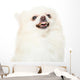 Pomeranian Dog Feeling Angry Wall Decal