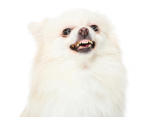 Pomeranian Dog Feeling Angry Wall Decal