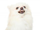 Pomeranian Dog Feeling Angry Wall Decal