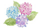 Multi-colored Hydrangea Flowers Wall Decal
