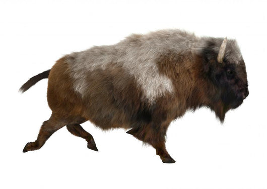 American Bison Wall Decal