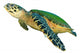 Hawksbill Sea Turtle White Wall Decal