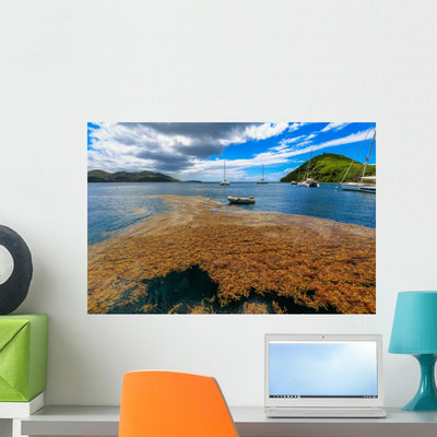 Guadeloupe Les Saintes Algues Wall Decal shown on a wall