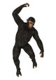 Chimpanzee Wall Decal