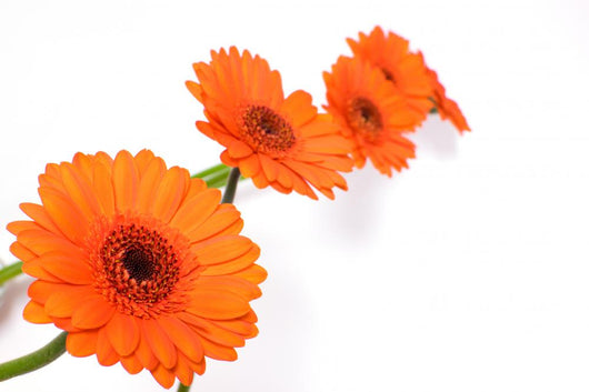 Gerbera Daisy Wall Decal