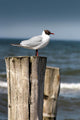 Seagull Wall Decal