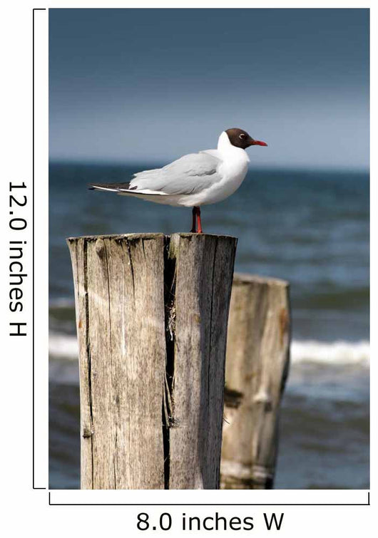 Seagull Wall Decal