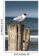 Seagull Wall Decal