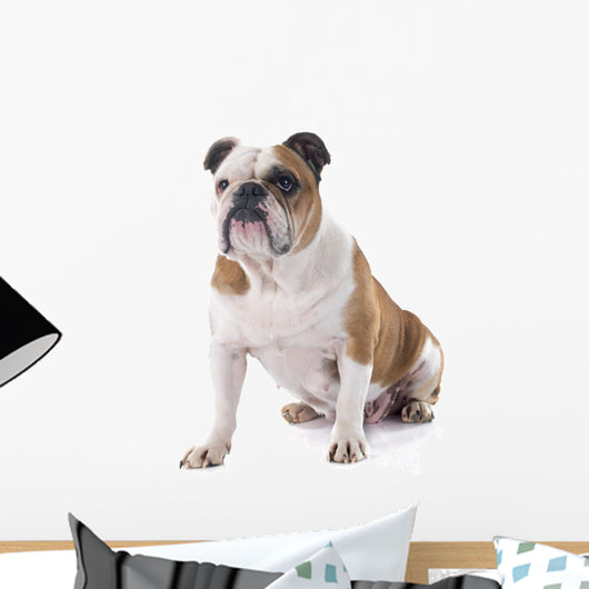 English Bulldog Wall Decal