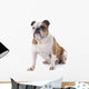 English Bulldog Wall Decal