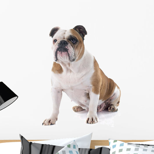 English Bulldog Wall Decal