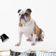 English Bulldog Wall Decal