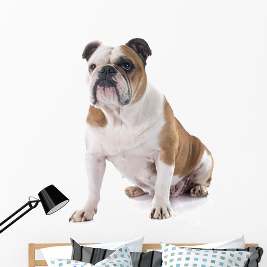 English Bulldog Wall Decal