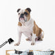 English Bulldog Wall Decal