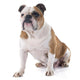 English Bulldog Wall Decal