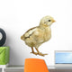 Little Chicken Watercolor Wall Decal