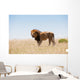 Lion Wall Decal