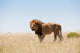 Lion Wall Decal