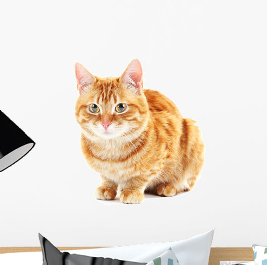 Portrait Red Cat White Wall Decal