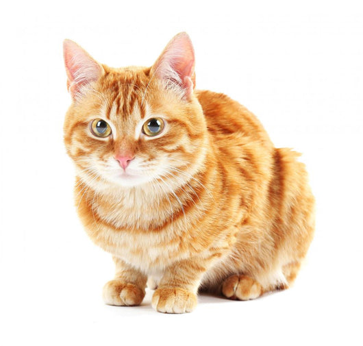 Portrait Red Cat White Wall Decal