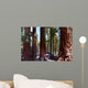 Redwoods California Wall Decal