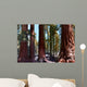 Redwoods California Wall Decal