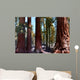 Redwoods California Wall Decal