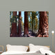 Redwoods California Wall Decal