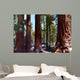 Redwoods California Wall Decal