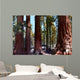 Redwoods California Wall Decal
