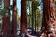 Redwoods California Wall Decal