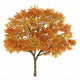 Autumn Tree Wall Decal