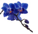 Dark Blue Orchids and Wall Decal