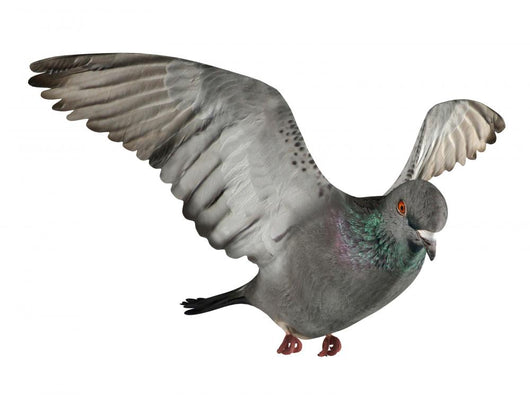 Flying Pigeon Wall Decal