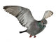 Flying Pigeon Wall Decal