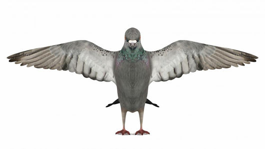 Dove Pigeon with Outstretched Wall Decal