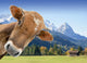 Kuh Vor Berglandschaft Und Wall Decal