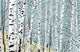 Birchwood Spring Wall Decal