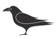 Blackbird Wall Decal