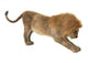 Male Lion Wall Decal