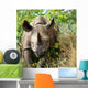 Rhino Wall Decal