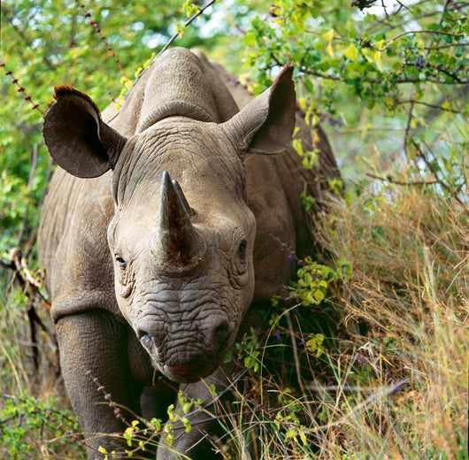 Rhino Wall Decal