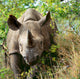 Rhino Wall Decal