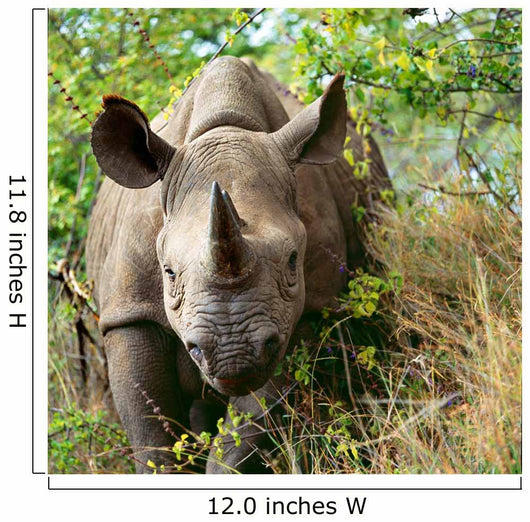 Rhino Wall Decal