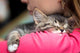 Portrait Cute Kitten Sleeping Wall Decal