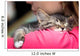 Portrait Cute Kitten Sleeping Wall Decal