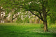Sunlight Green Forest Springtime Wall Decal